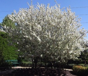 MFTMay13-Ballarat white bloss
