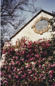 MFTMay13-Camellias Bodnant Gardens