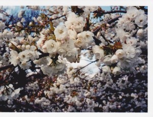 MFTMay13-Cherry blossom