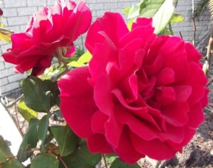 Mr. Lincoln roses in my garden, Sunshine Coast, Queensland